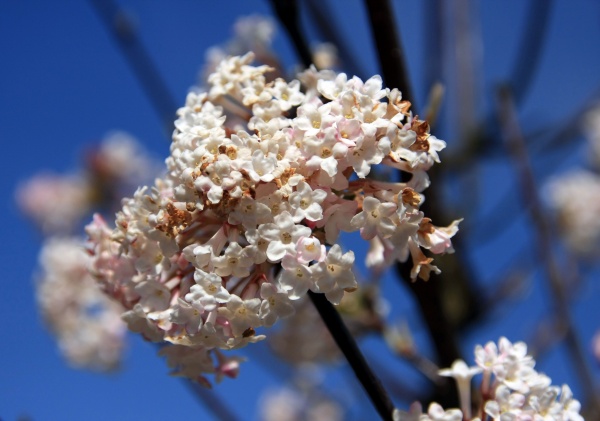 Fruehling 2009   044.jpg